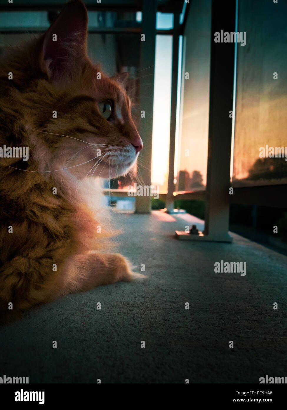 Ginger Cat viendo el amanecer Foto de stock