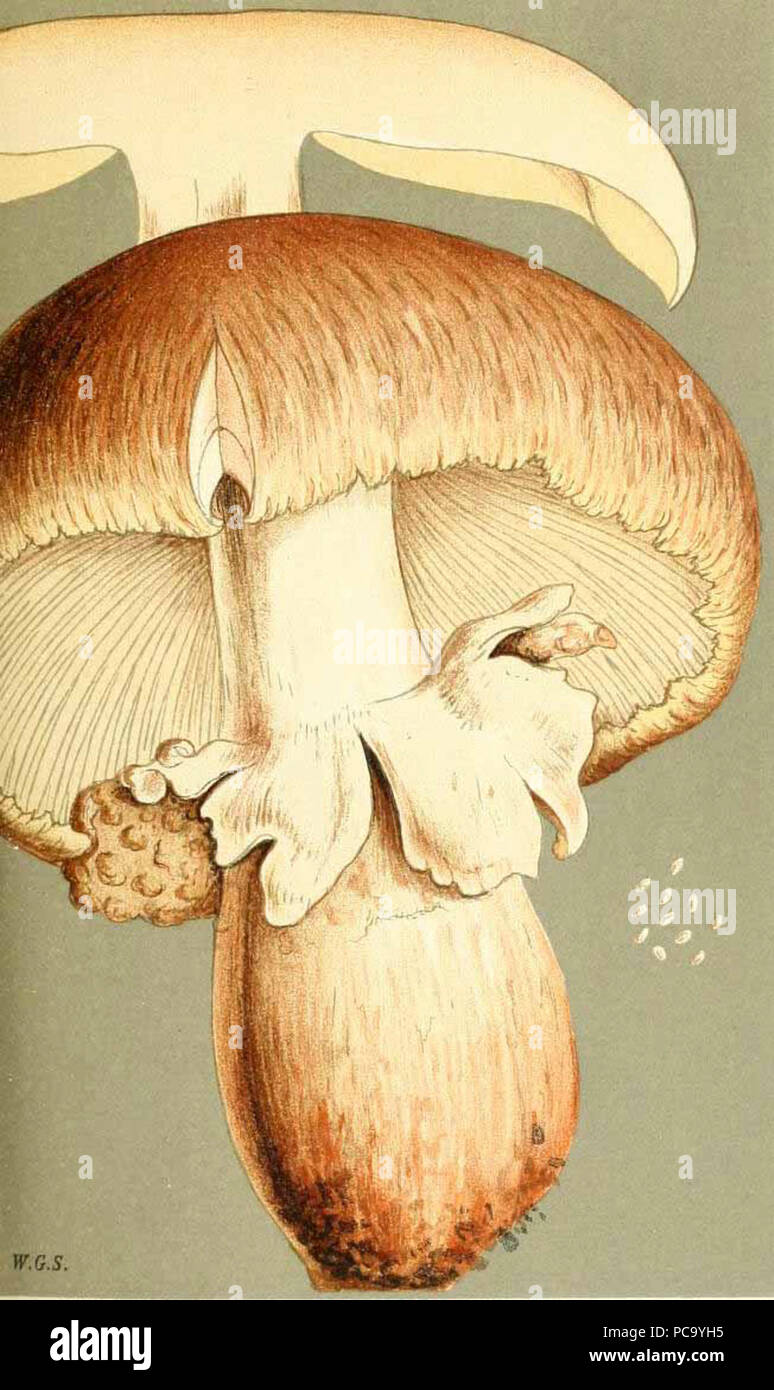 Agaricus augustus ilustración. Foto de stock