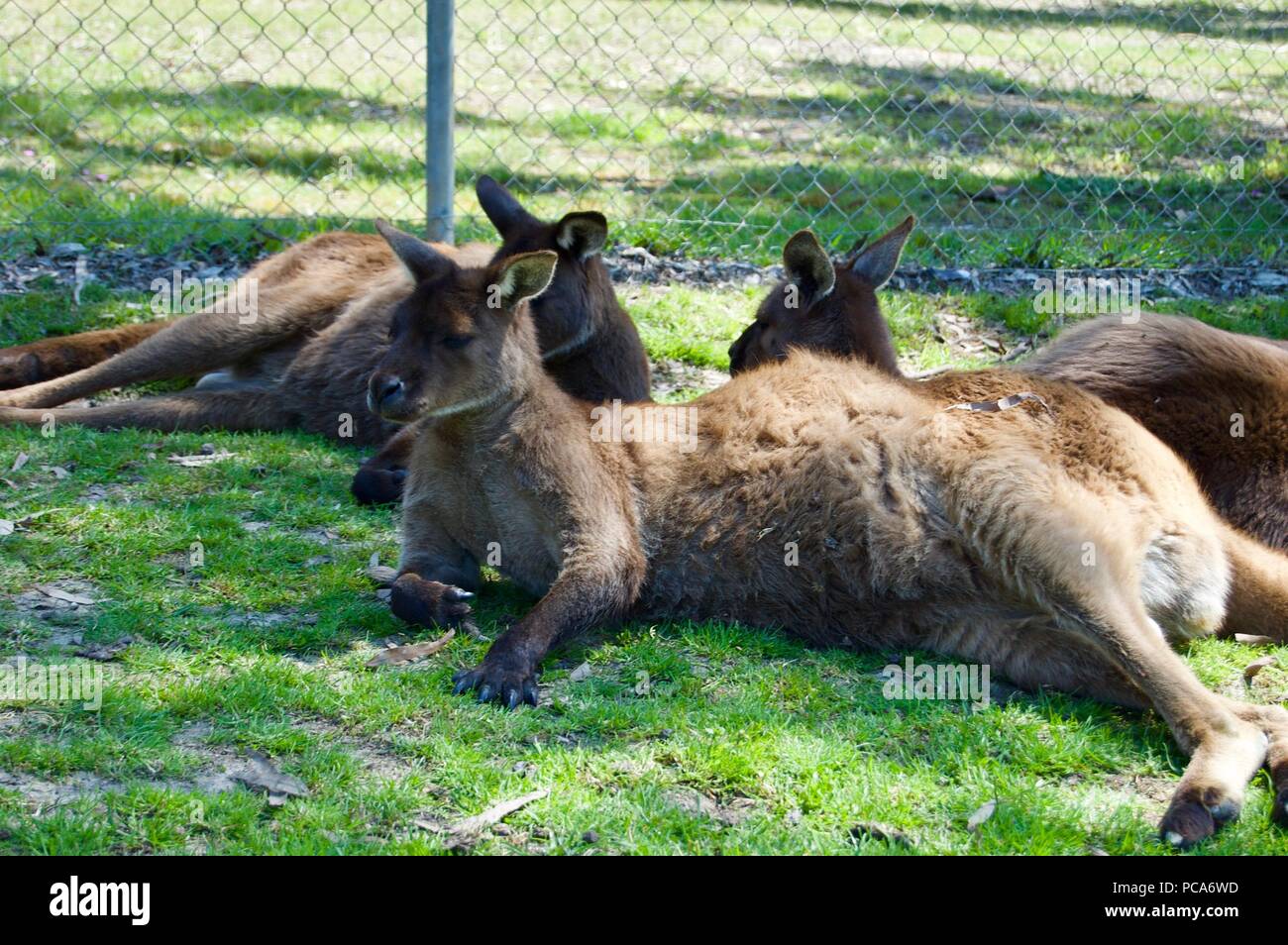 Área de descanso: canguro Cute furry madre canguro marrón con el bebé en su bolsa en Victoria (Australia) cerca de Melbourne, tendido en el sol Foto de stock
