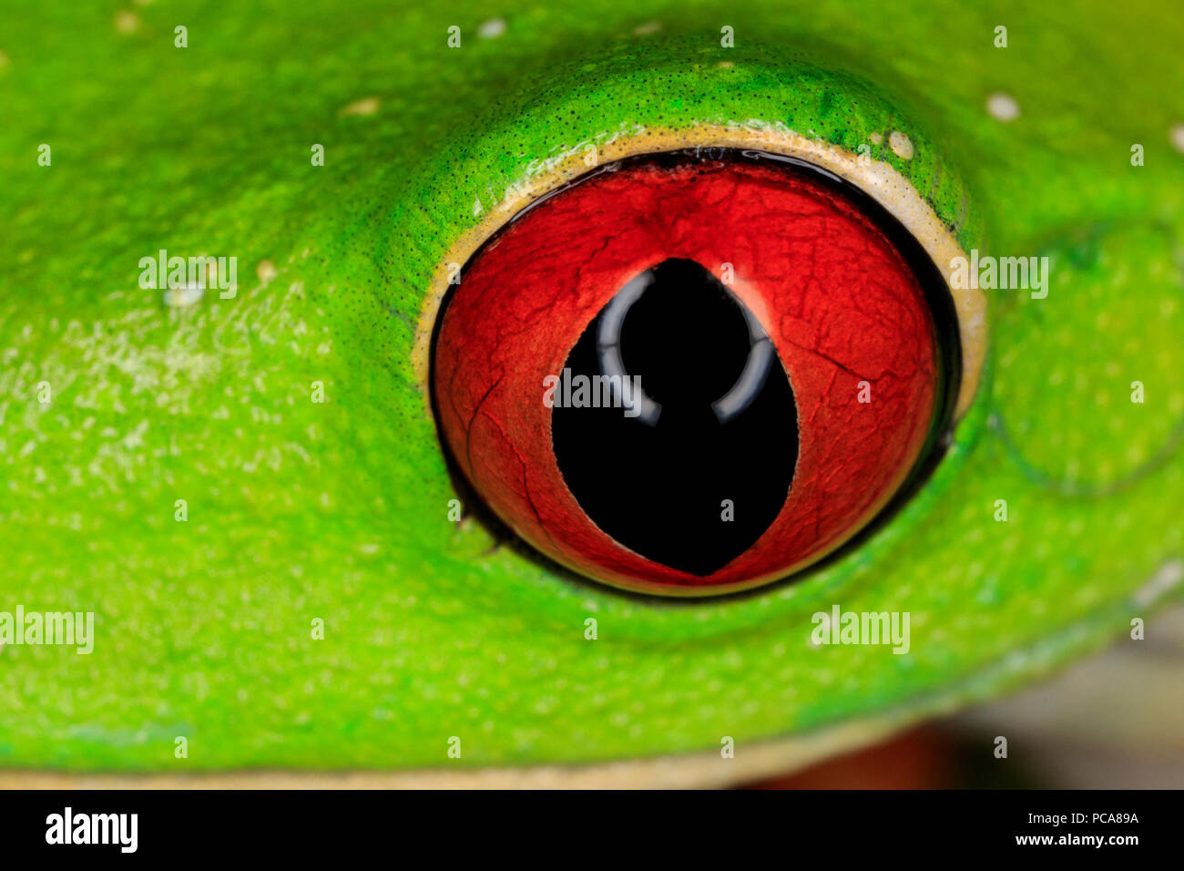 Treefrog de ojos rojos (Agalychnis callidryas), ojo detalle Foto de stock