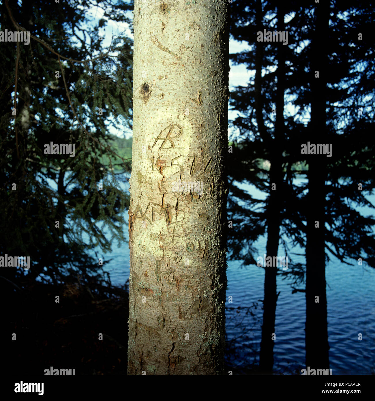 Las iniciales talladas en el tronco de un árbol Foto de stock