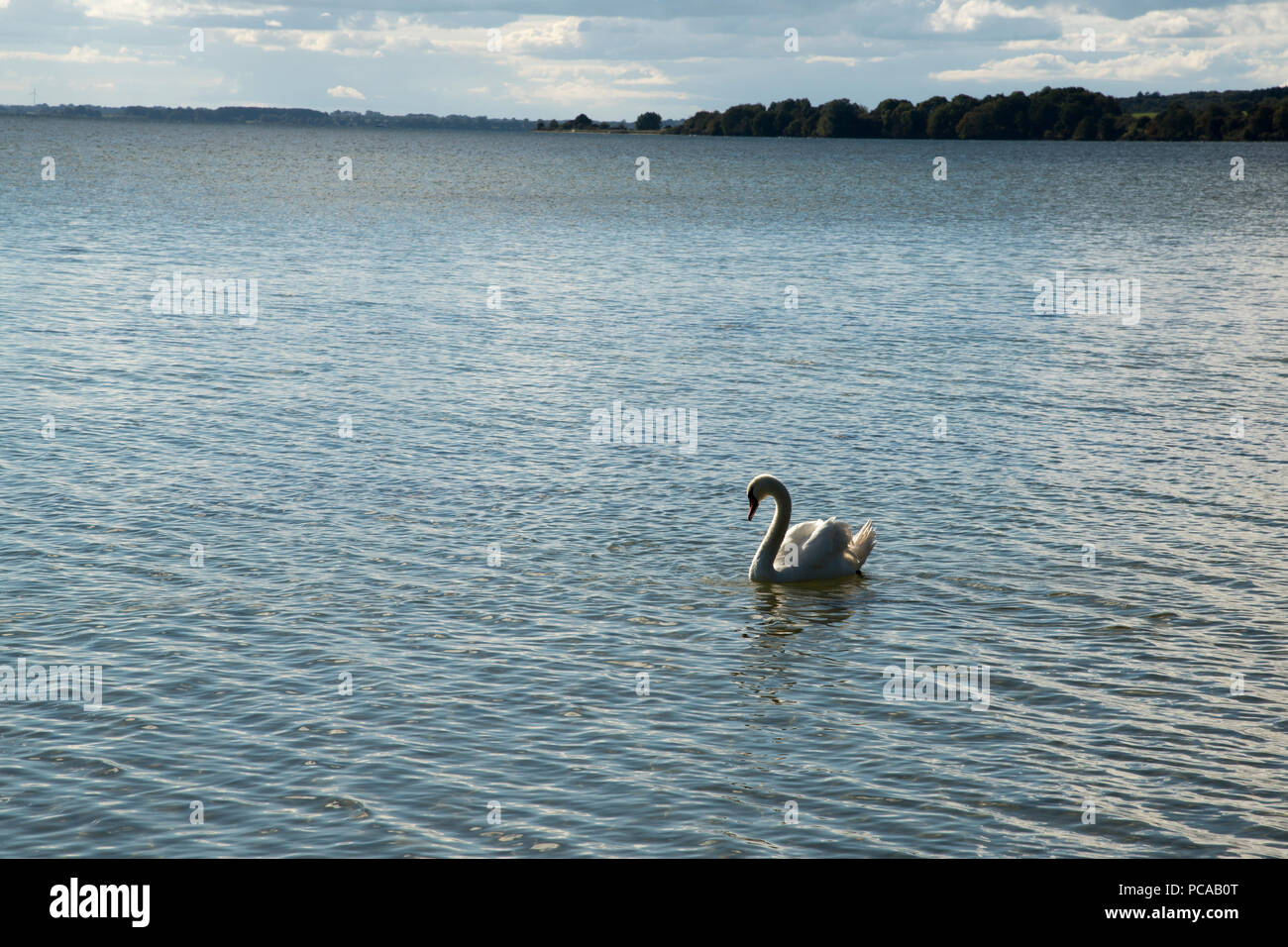 Cisne nadando en la Bahía de parada Stresow en la isla de Ruegen im Mecklemburgo Pommerania en Alemania. Ein Höckerschwan schwimmt in der Stres Foto de stock