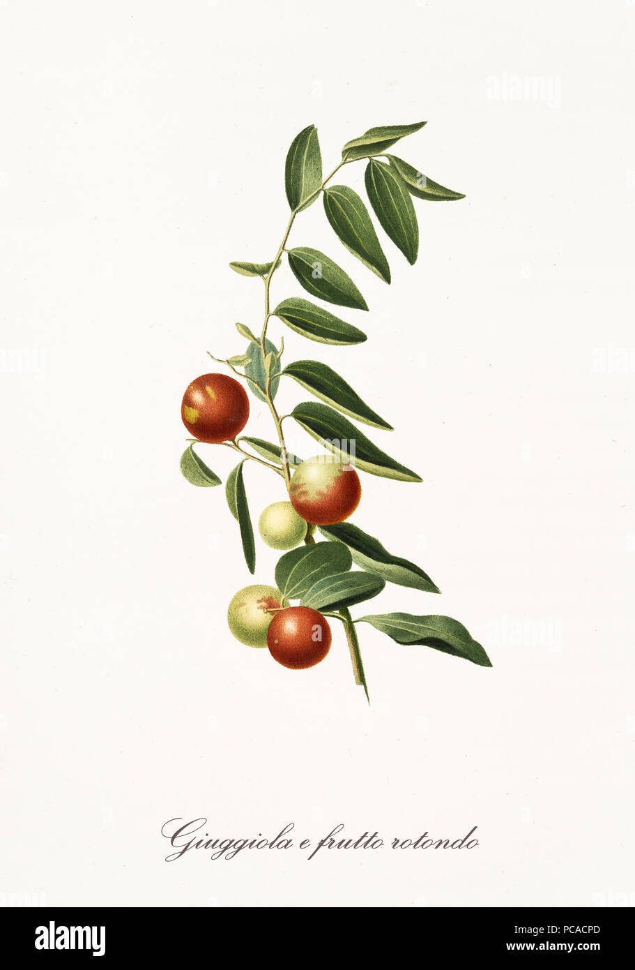 Red jujubes aislado en su única sucursal con hojas sobre fondo blanco. Ilustración botánica antigua realizada con una acuarela detallada por Giorgio Gallesio en Italia 1817,1839 Foto de stock