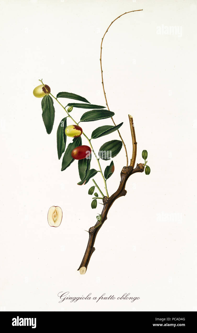 Jujubes en una sola rama azufaifa y única sección frutas aisladas sobre fondo blanco. Ilustración botánica antigua realizada con una acuarela detallada por Giorgio Gallesio en 1817, 1839 Foto de stock