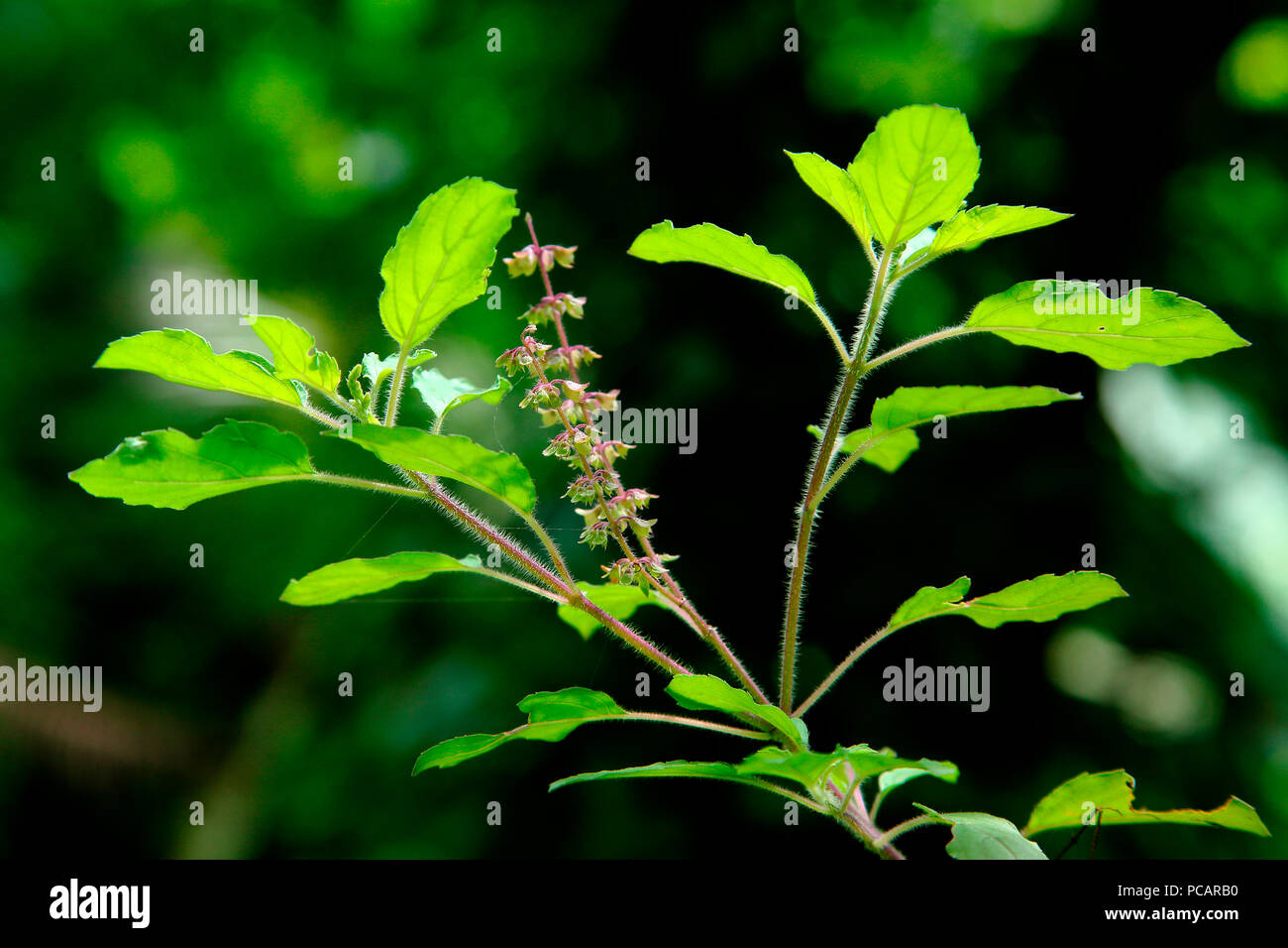 Santa albahaca, Thulsi planta medicinal en kerala Foto de stock
