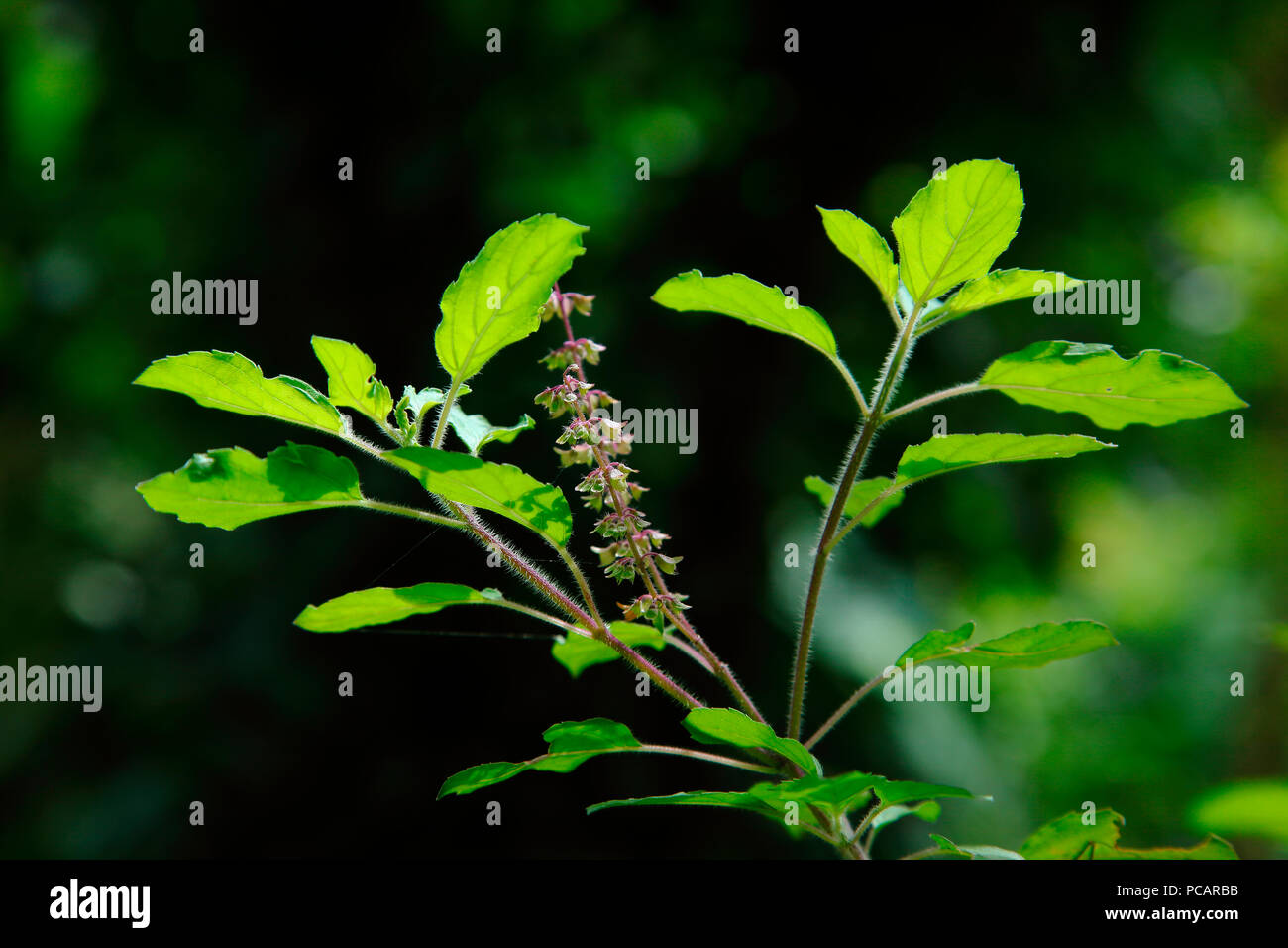 Santa albahaca, Thulsi planta medicinal en kerala Foto de stock