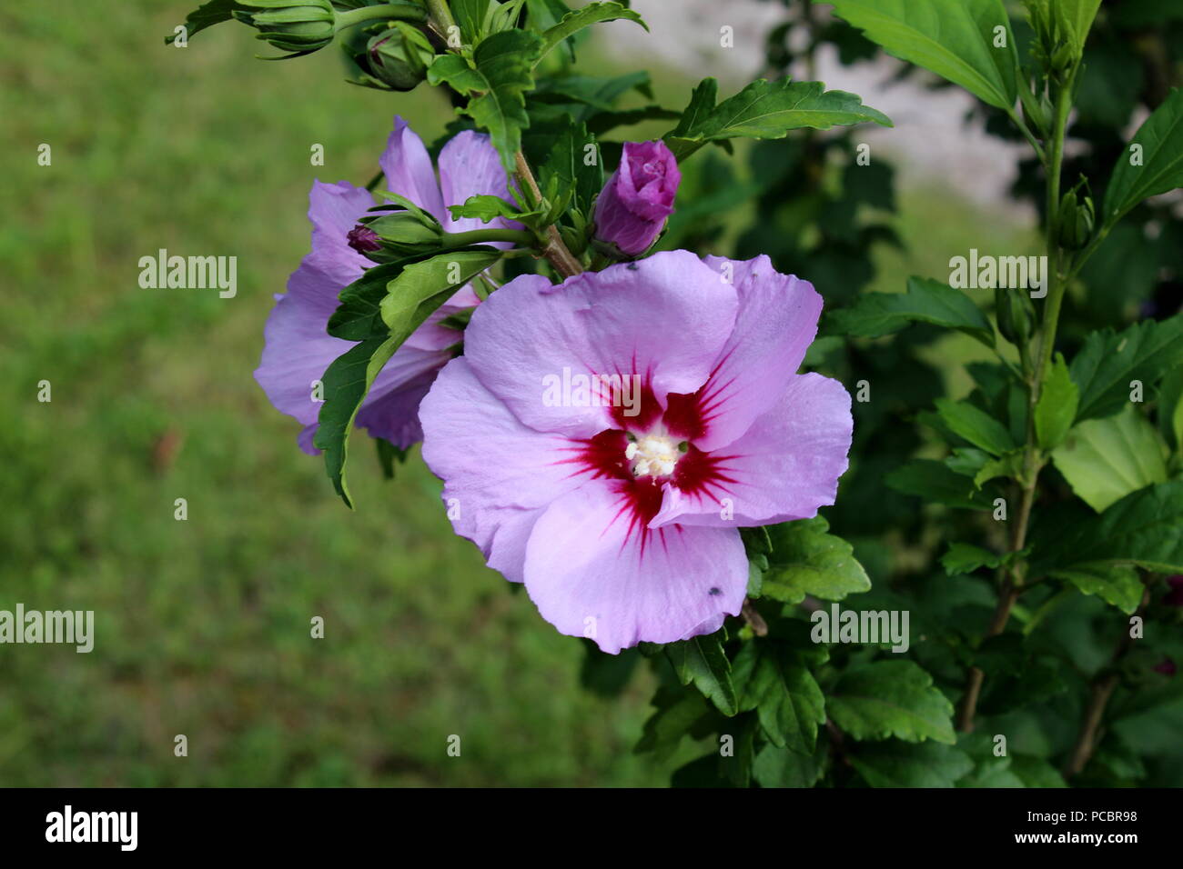 Hibiscus syriacus o rosa de Sarón o sirios ketmia rosa o malva o St Josephs  rod floración arbusto resistente planta con flor violeta y d Fotografía de  stock - Alamy