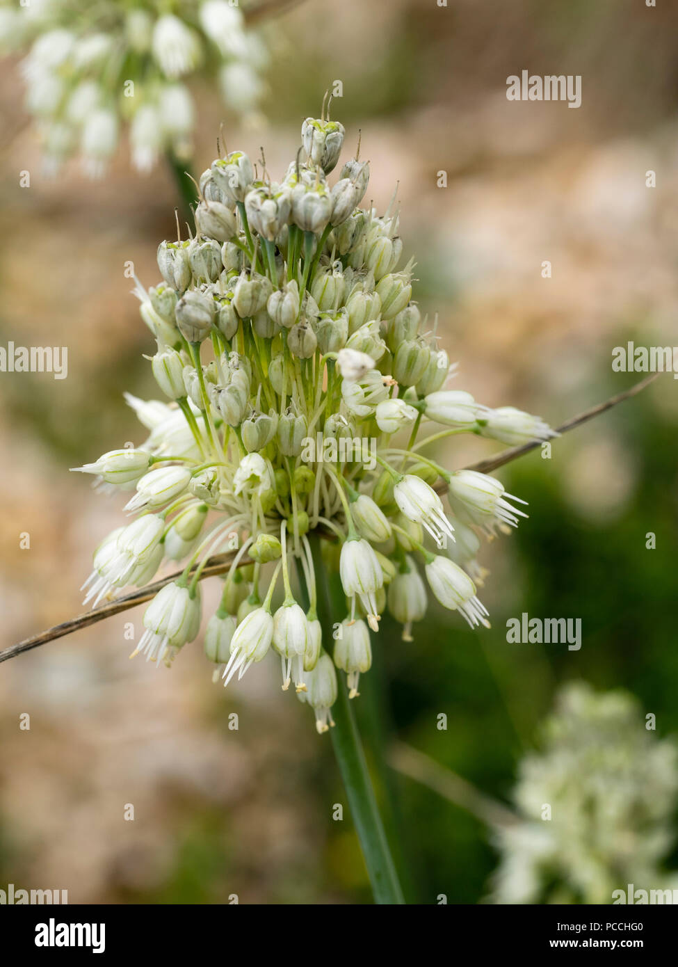 Blanco, a finales del verano de las flores ornamentales hardy cebolla, Allium carinatum ssp. pulchellum álbum f. Foto de stock