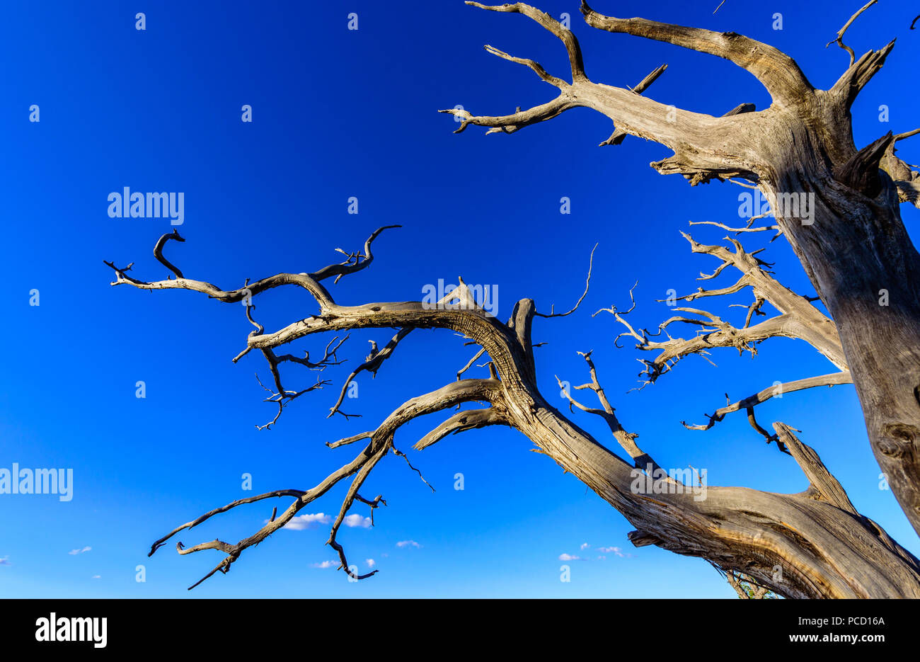 Árbol Muerto en el desierto. Concepto de imagen el calentamiento global. Zona seca sin lluvia. Foto de stock