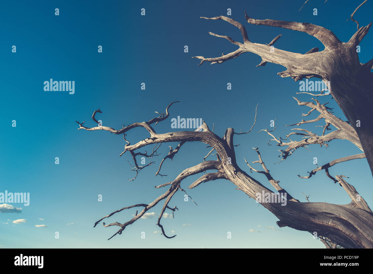 Árbol Muerto en el desierto. Concepto de imagen el calentamiento global. Zona seca sin lluvia. Foto de stock