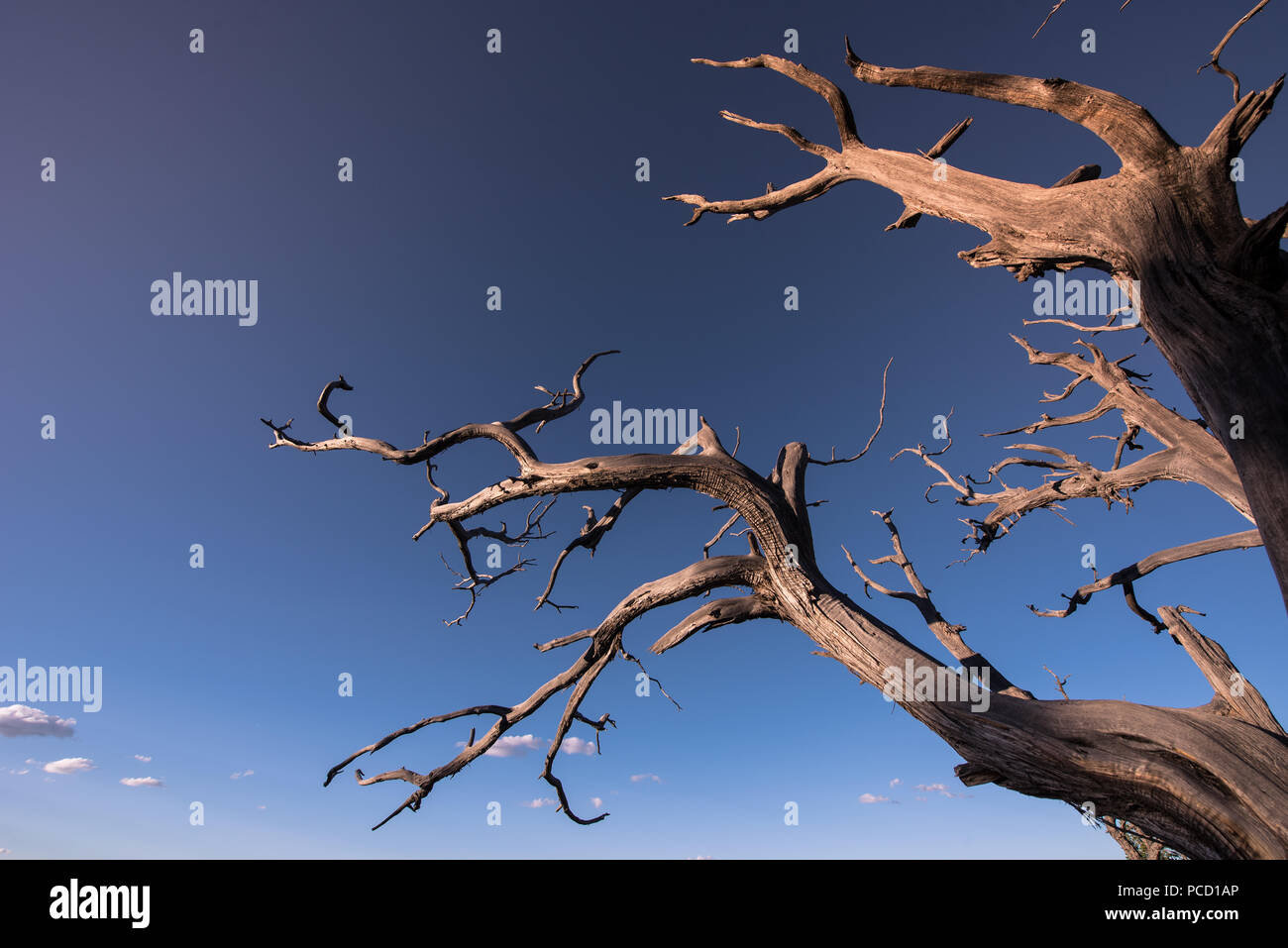 Árbol Muerto en el desierto. Concepto de imagen el calentamiento global. Zona seca sin lluvia. Foto de stock