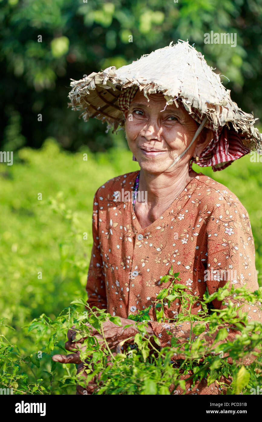 Mujer en un sombrero cónico chiles de cosecha en un campo en la zona rural de Kampot, Camboya, Indochina, en el sudeste de Asia, Asia Foto de stock