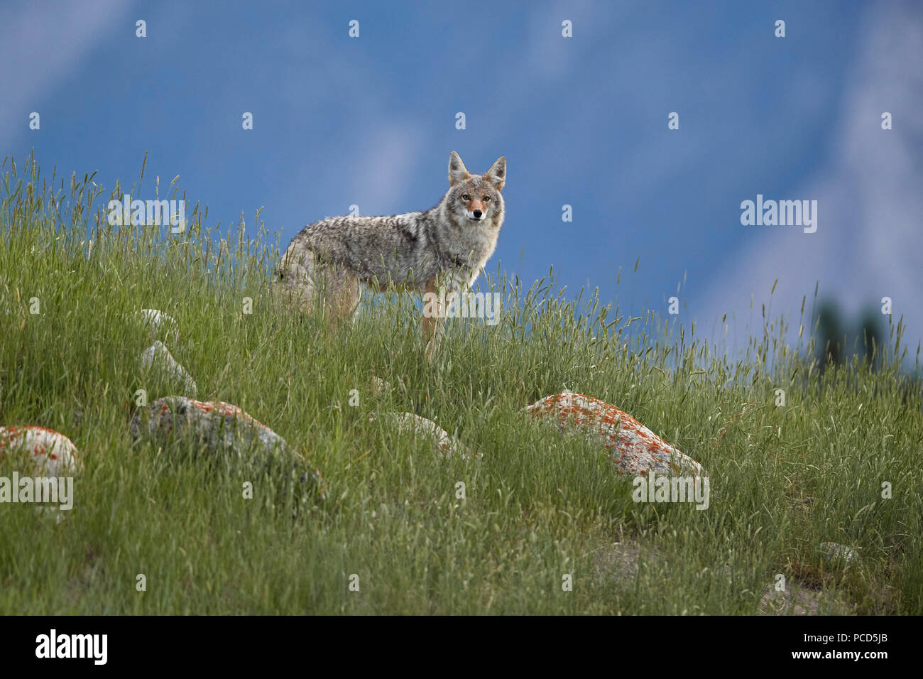 El coyote (Canis latrans), el Parque Nacional de Jasper, Sitio del Patrimonio Mundial de la UNESCO, Alberta, Canadá, Norteamérica Foto de stock