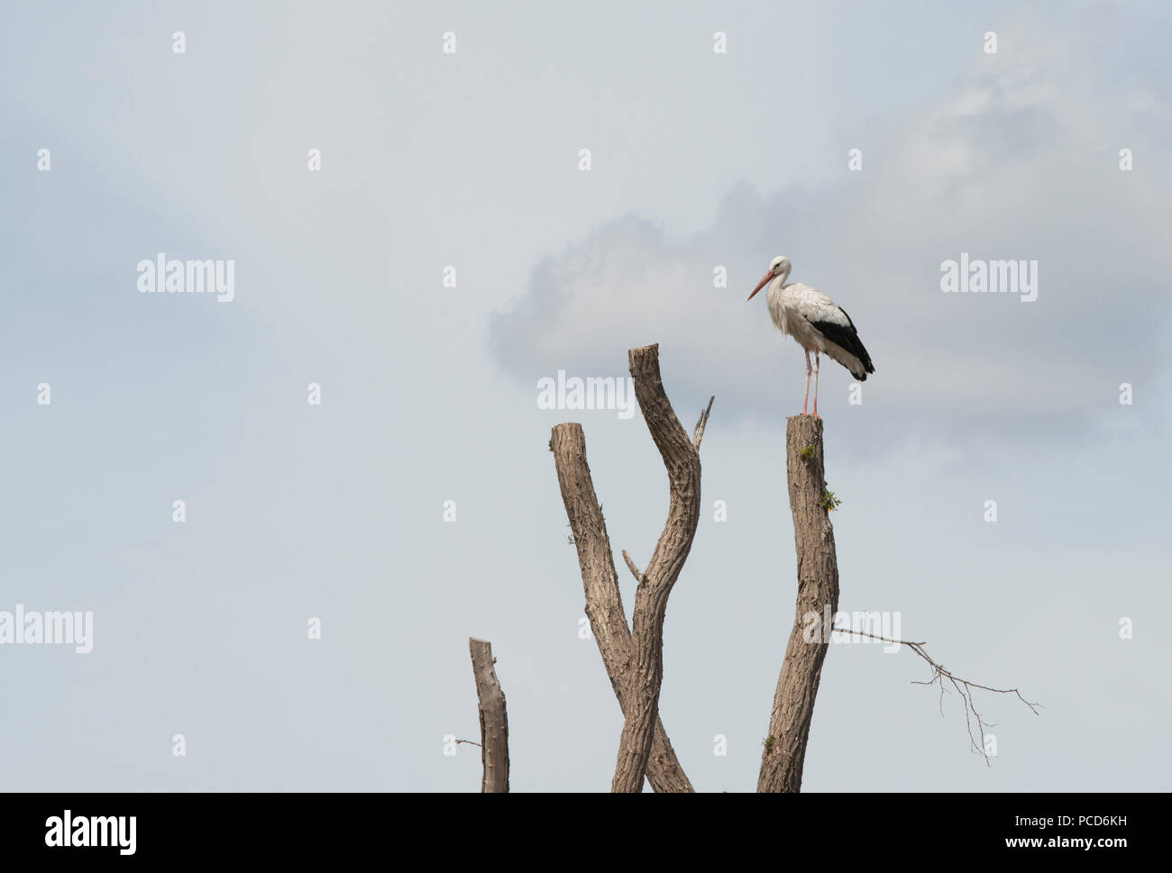 Cigüeña adulta permanente de aves en un poste, la cigüeña adulta tiene un pico rojo Foto de stock