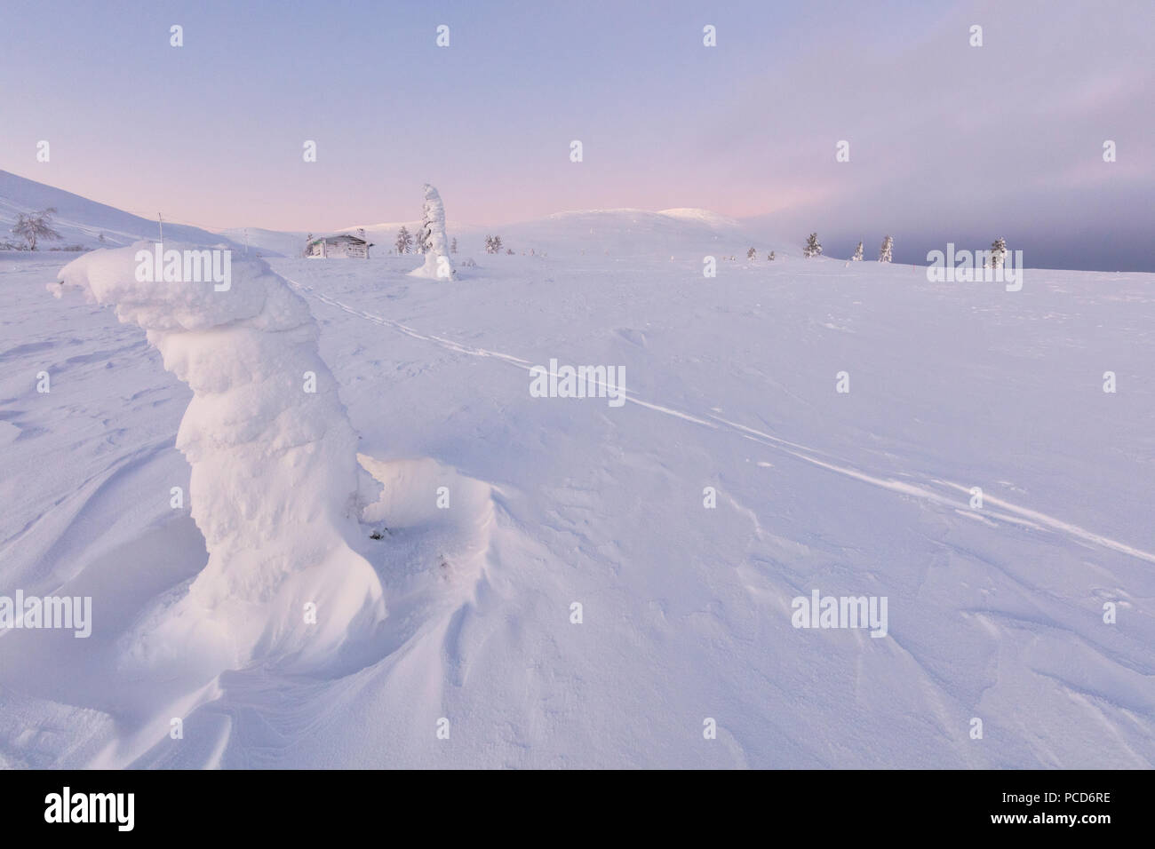 Arbusto enano congelado en la nieve, el Parque Nacional Pallas-Yllastunturi Muonio, Laponia, Finlandia, Europa Foto de stock