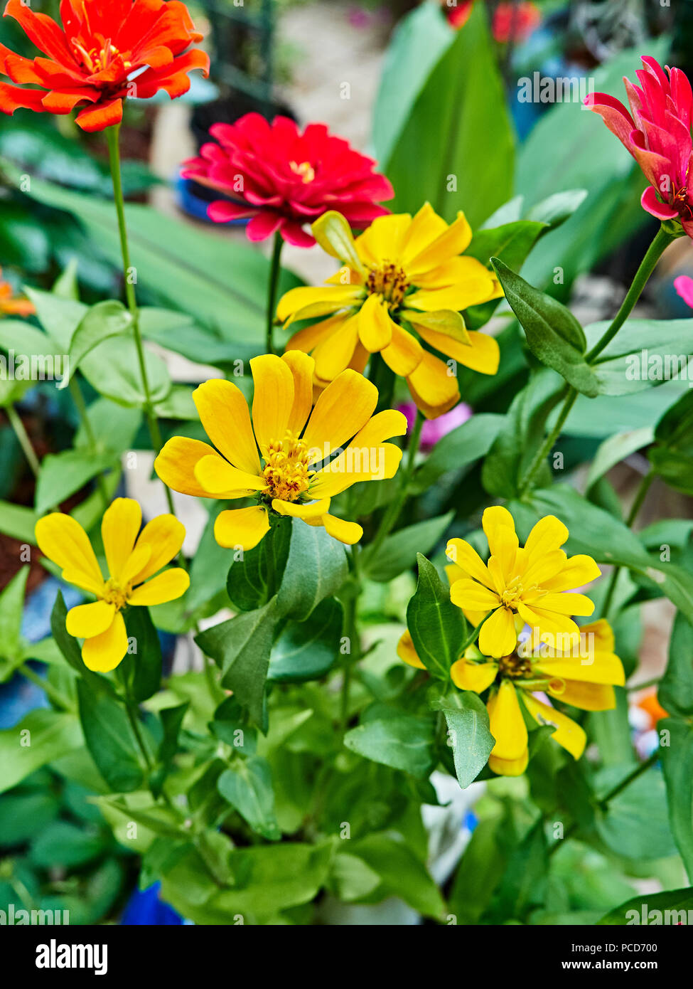 Cerca de coloridas flores zinnias o, Zinnia, en un patio jardín con los colores rojo, rosa y amarillo. Foto de stock
