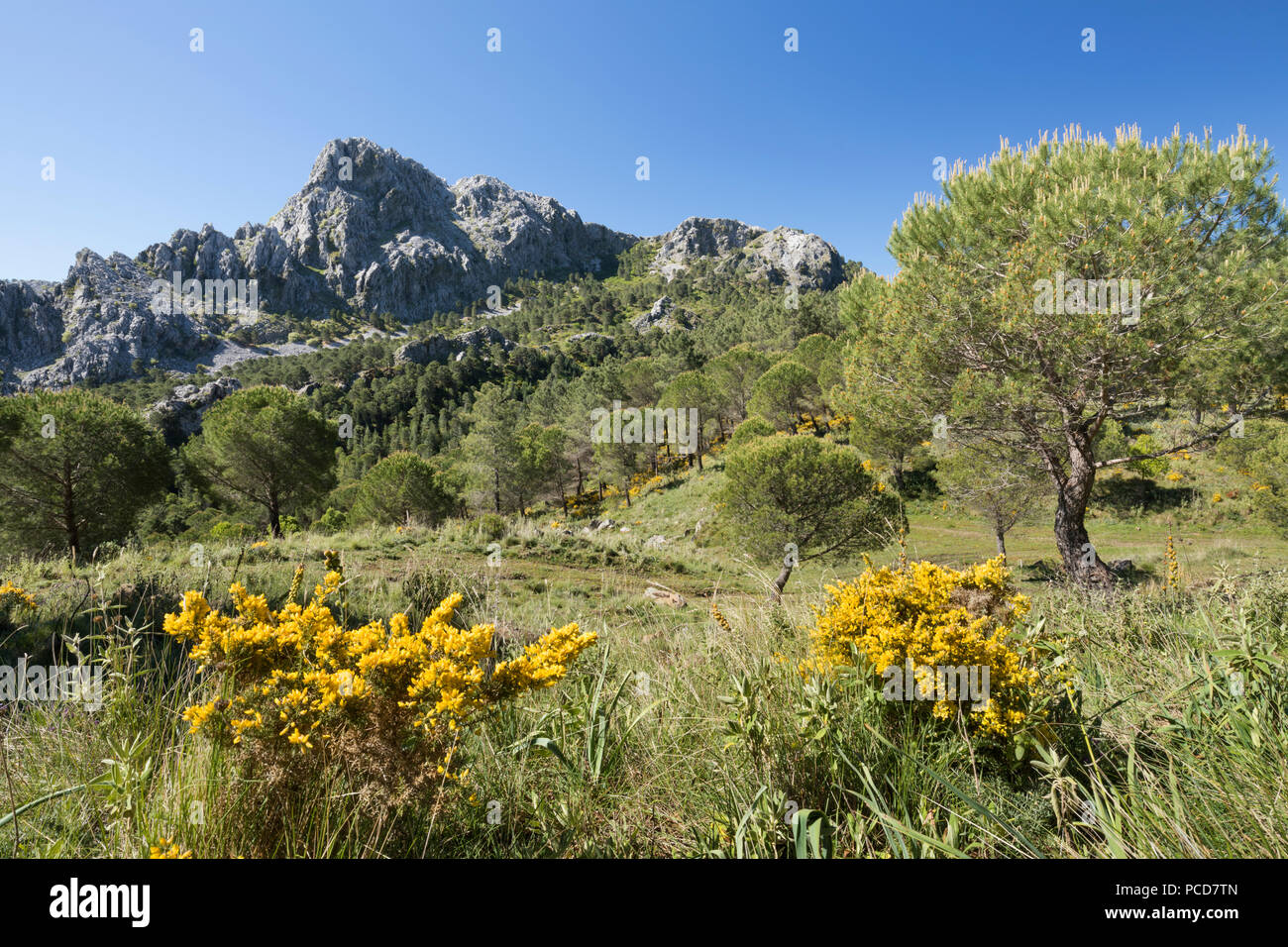 Accidentado paisaje de montaña en primavera, cerca de Grazalema, El Parque Natural Sierra de Grazalema, Andalucia, España, Europa Foto de stock