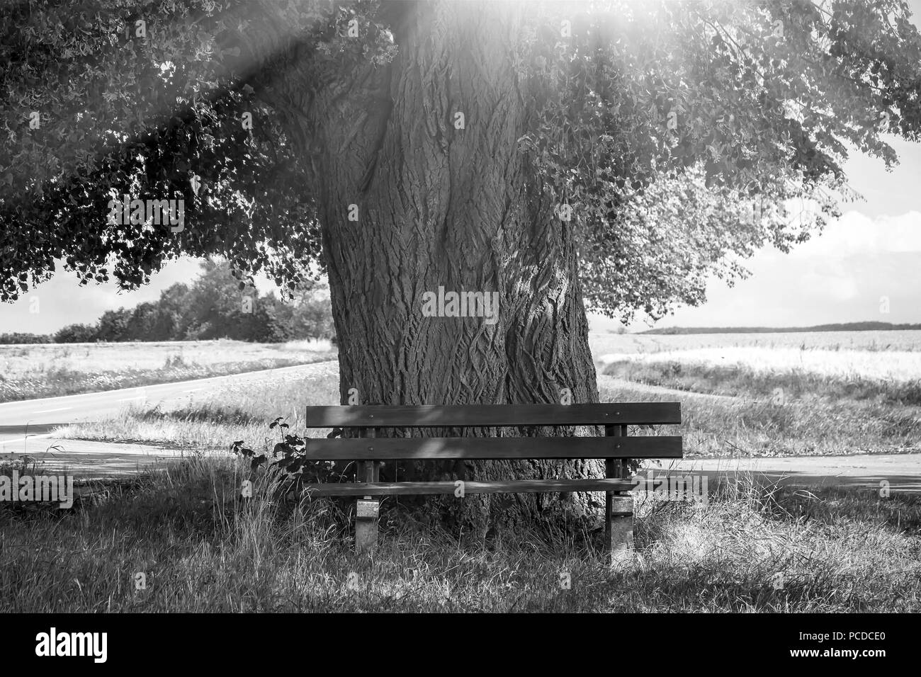 Banco sobre un árbol - Consuelo y esperanza Foto de stock