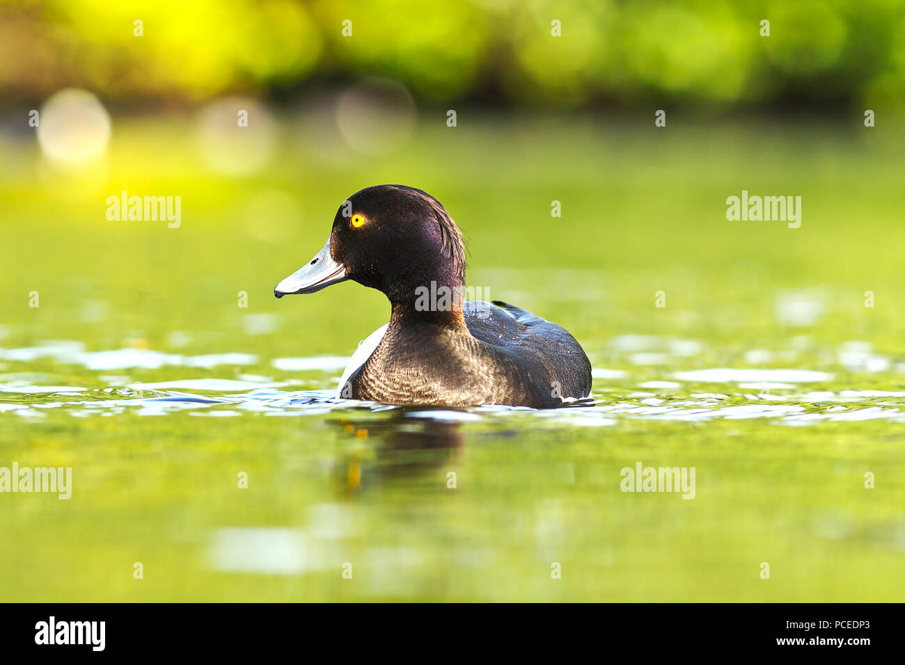 Tufted duck sobre la superficie del agua ( Aythya fuligula ) Foto de stock