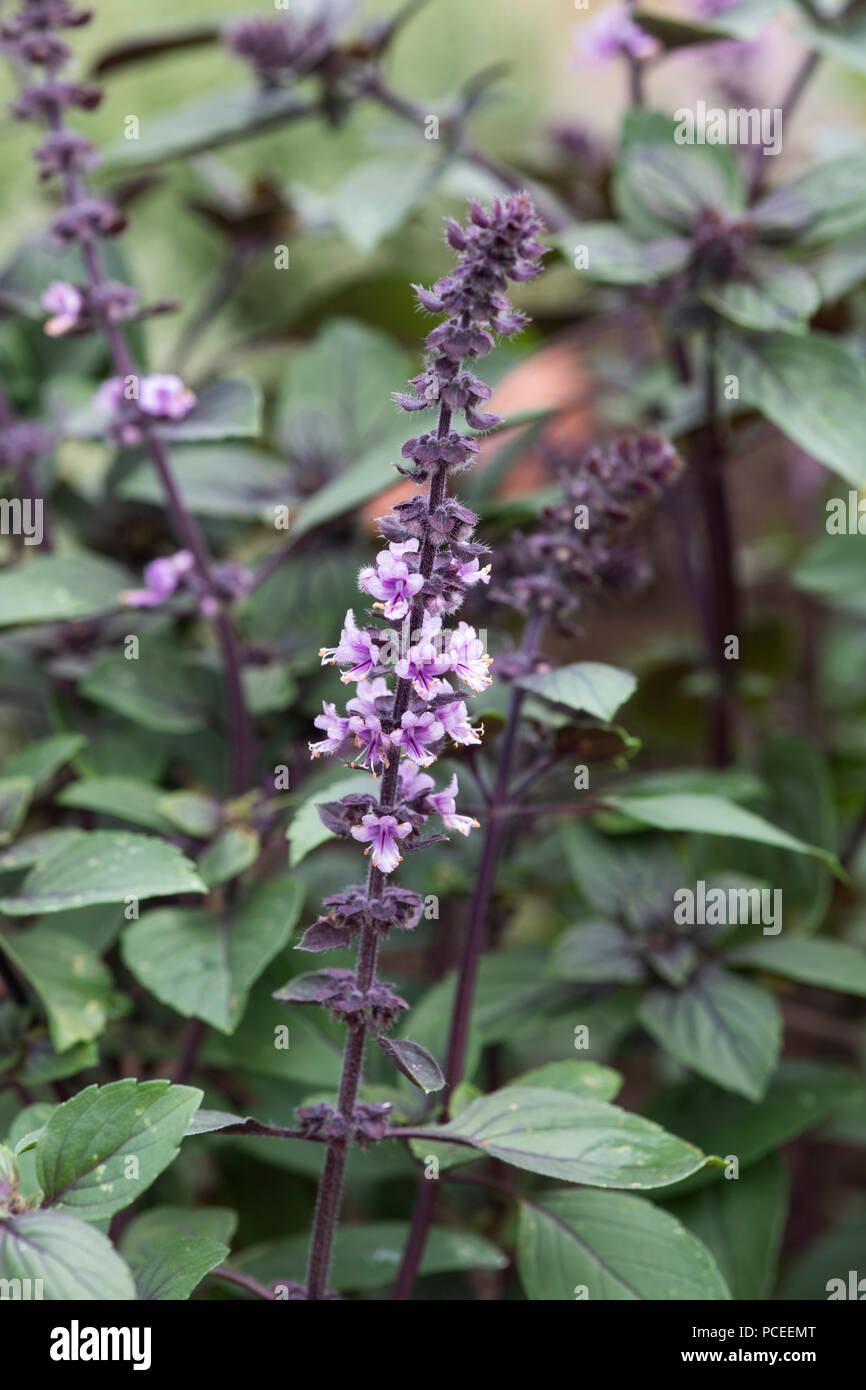 Ocimum 'africano' azul. Albahaca 'africano' Flor Azul. Planta híbrida estéril Foto de stock