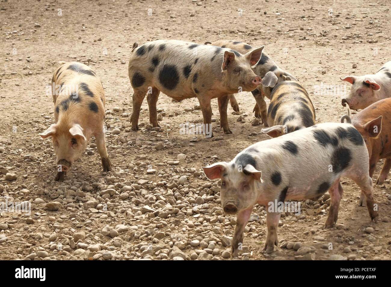 Los cerdos en un terreno seco y polvoriento Foto de stock