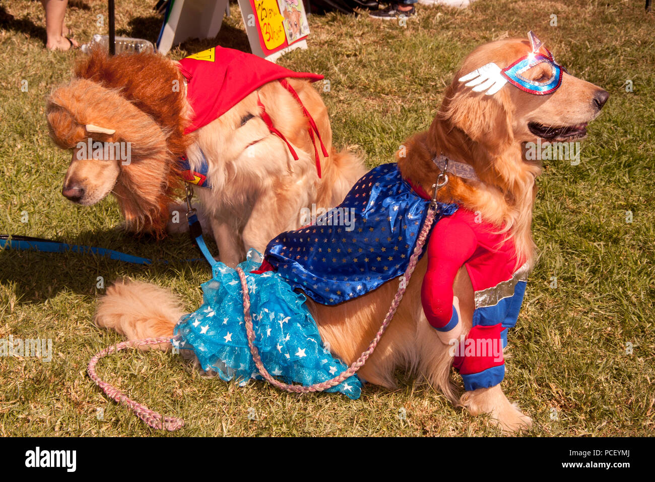 Disfraz de perro en león fotografías e imágenes de alta resolución - Alamy