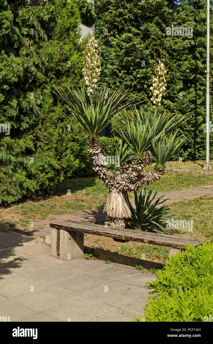 Vista de yuca blanca o planta de Agave en flor en el jardín, distrito Drujba,  Sofía, Bulgaria Fotografía de stock - Alamy