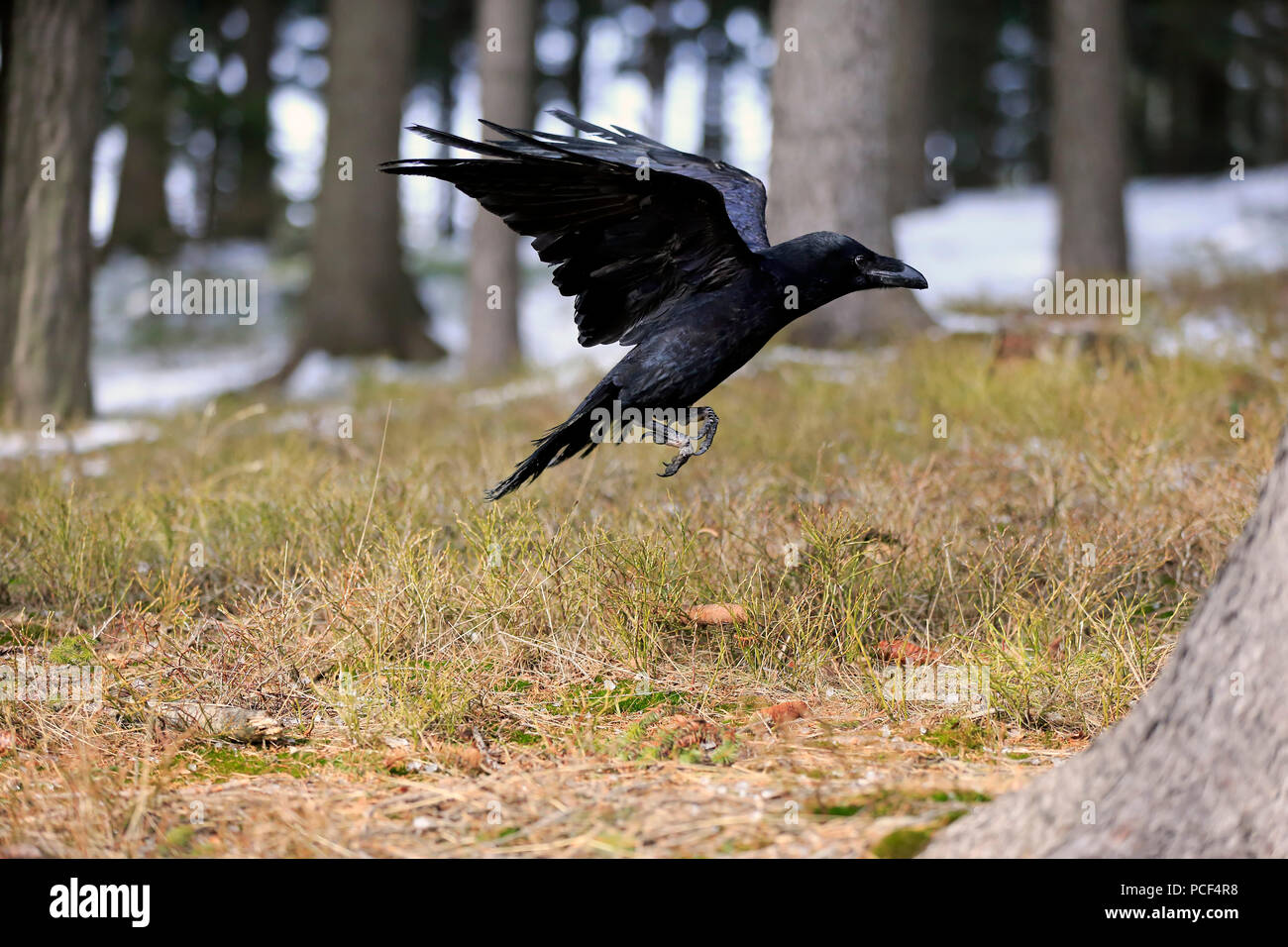 Common Raven, adulto, Zdarske Vrchy, Bohemian-Moravian Highlands, República Checa (Corvus corax) Foto de stock