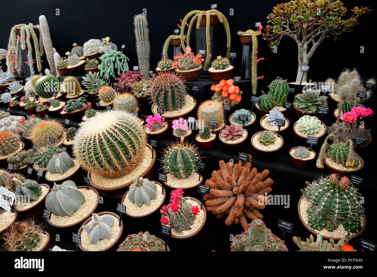 Mit Bezeichnung Verschiedene Kakteen, Hampton Court Flower Show, Inglaterra, Grossbritannien Foto de stock