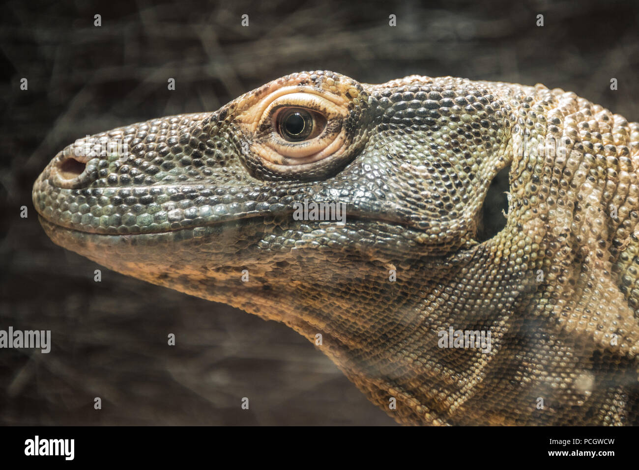 Perfil de dragón de Komodo vista cercana. Foto de stock