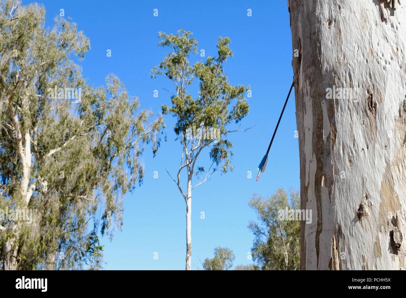 Una flecha saliendo de un tronco de árbol, Townsville, Queensland, Australia Foto de stock