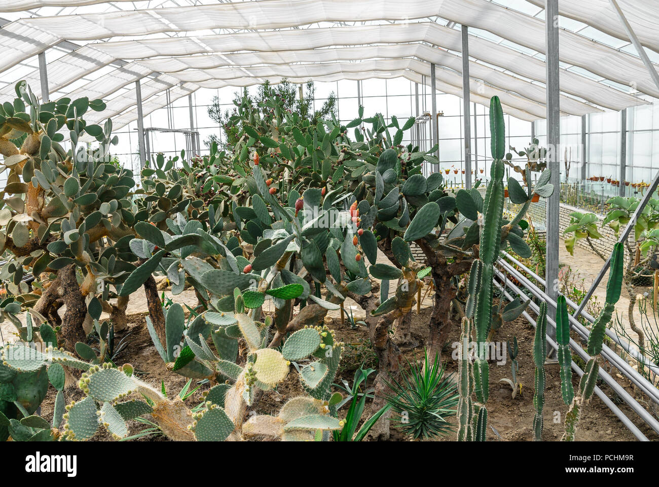 Cactus en el invernadero. Foto de stock
