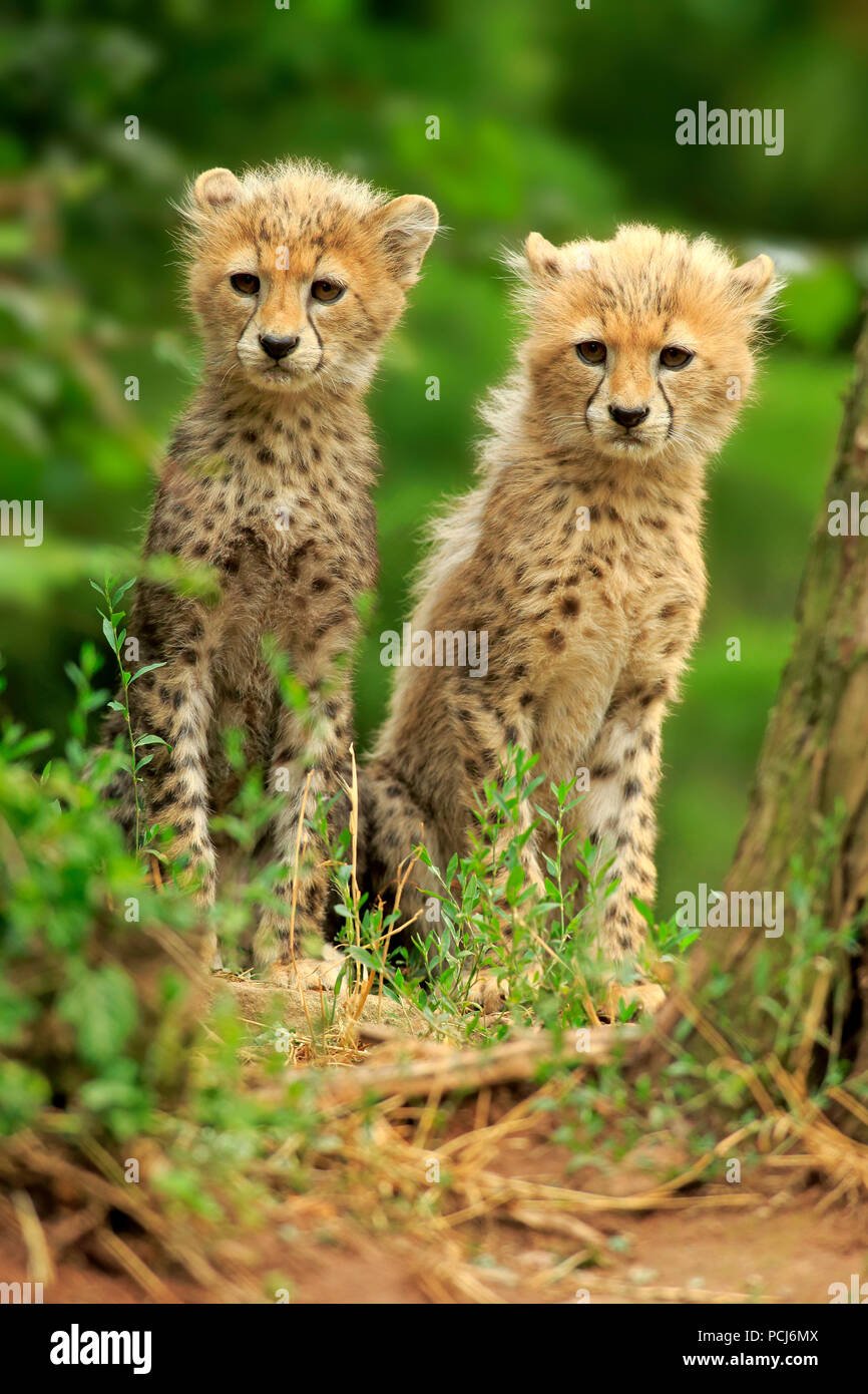 Sudán guepardo, hermanos jóvenes, diez semanas, Nordeste de África, África (Acinonyx jubatus soemmeringii) Foto de stock