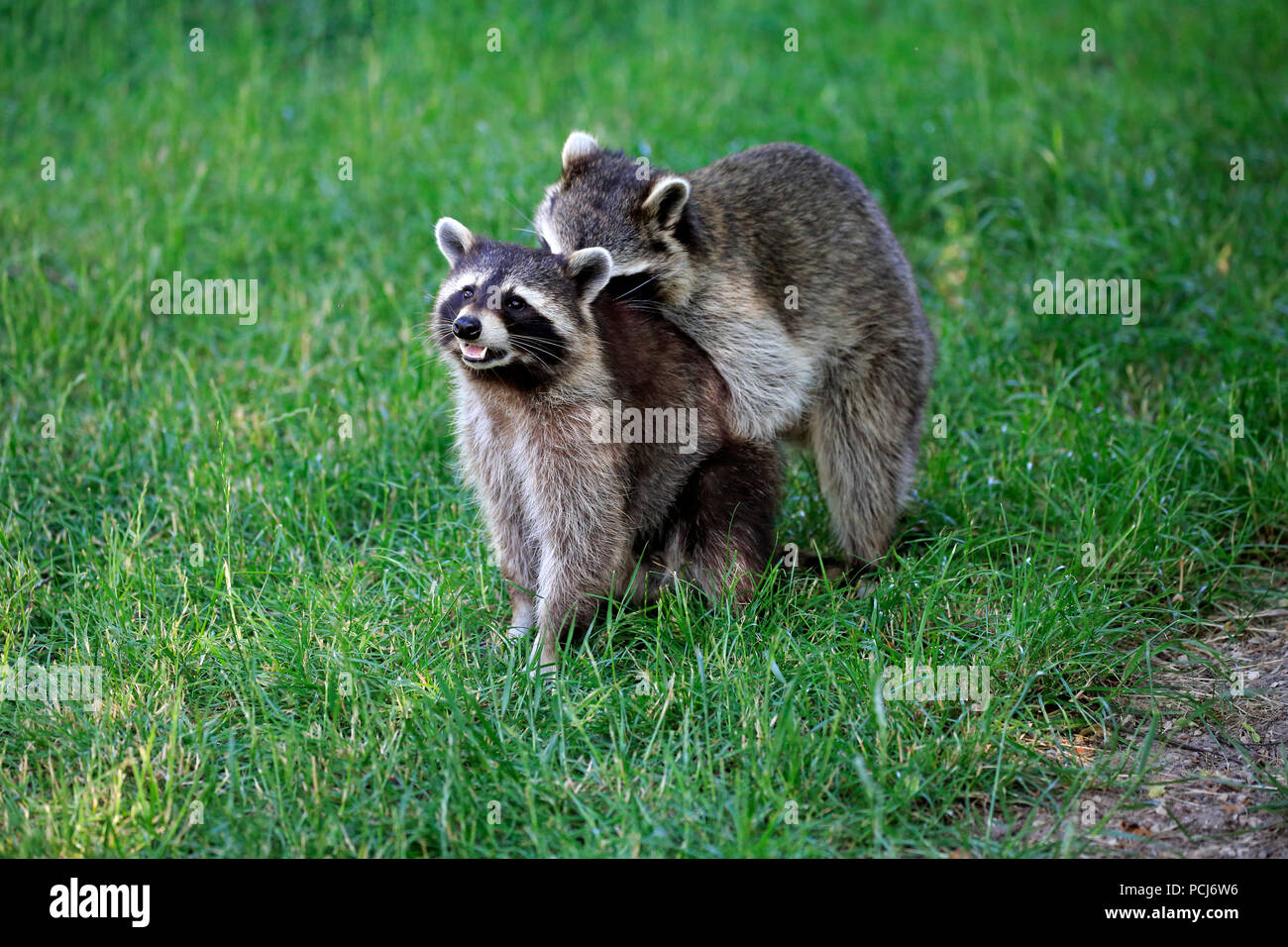 Los mapaches de América del Norte, Alemania, Europa (Procyon lotor) Foto de stock