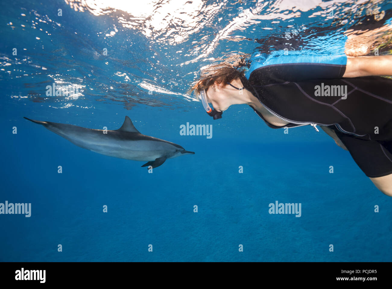 Una mujer en una máscara mirar sobre delfines (Stenella longirostris) Foto de stock