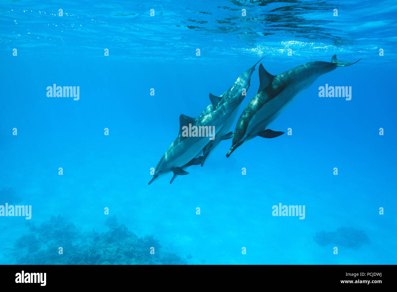 Grupo de Delfines (Stenella longirostris) inmersiones a profundidad Foto de stock