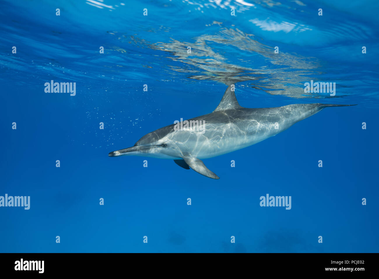 Delfines (Stenella longirostris) nadar en el agua azul reflejándose en la superficie Foto de stock