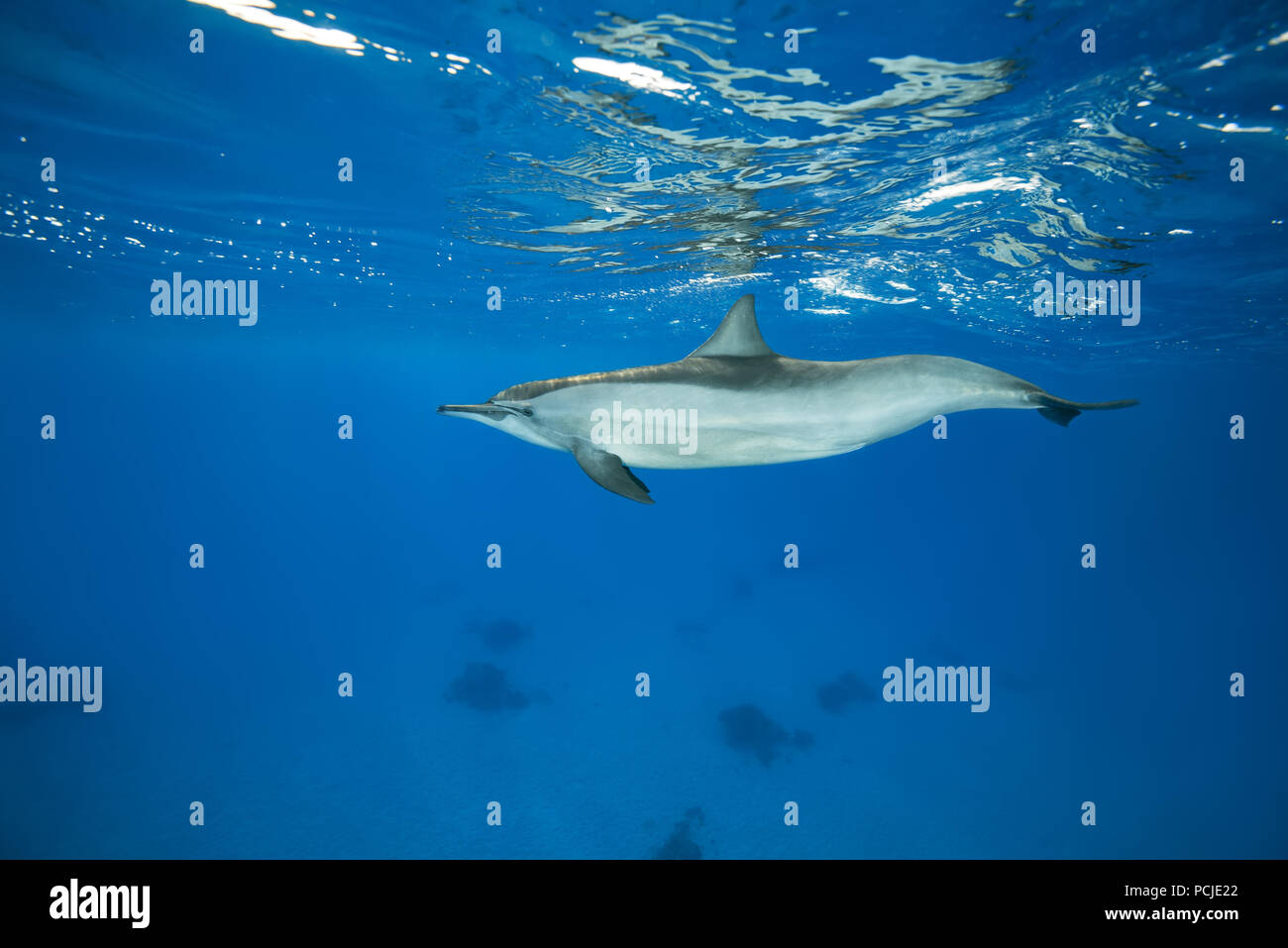 Delfines (Stenella longirostris) nadar en el agua azul reflejándose en la superficie Foto de stock