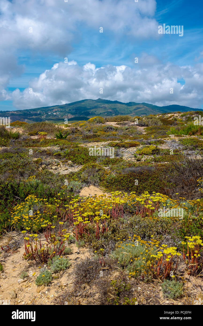 Duna Da Cresmina, dunas de arena, Cascais, Lisboa, Portugal, parte del sistema de dunas Guincho-Cresmina. Foto de stock