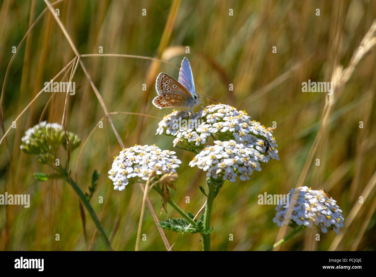 Mariposa Azul común sobre una flor blanca Foto de stock