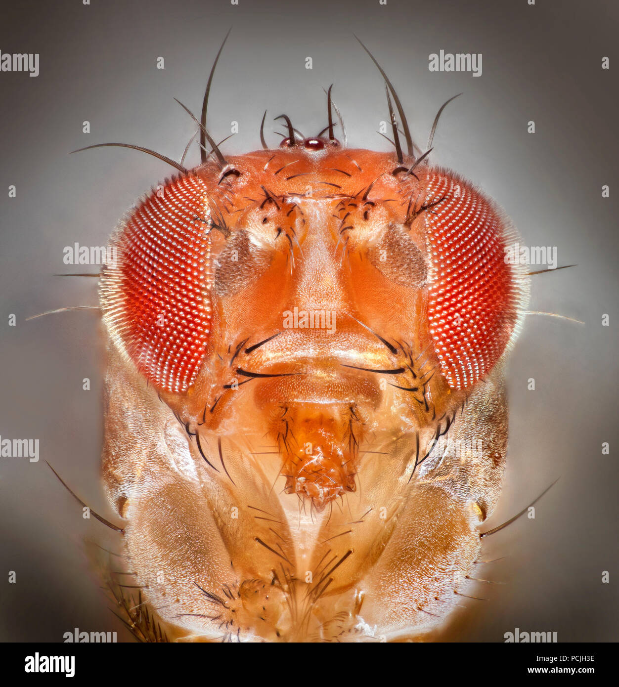 Alta Vista macro de una mosca de la fruta cabeza mostrando los ojos compuestos y piezas bucales Foto de stock