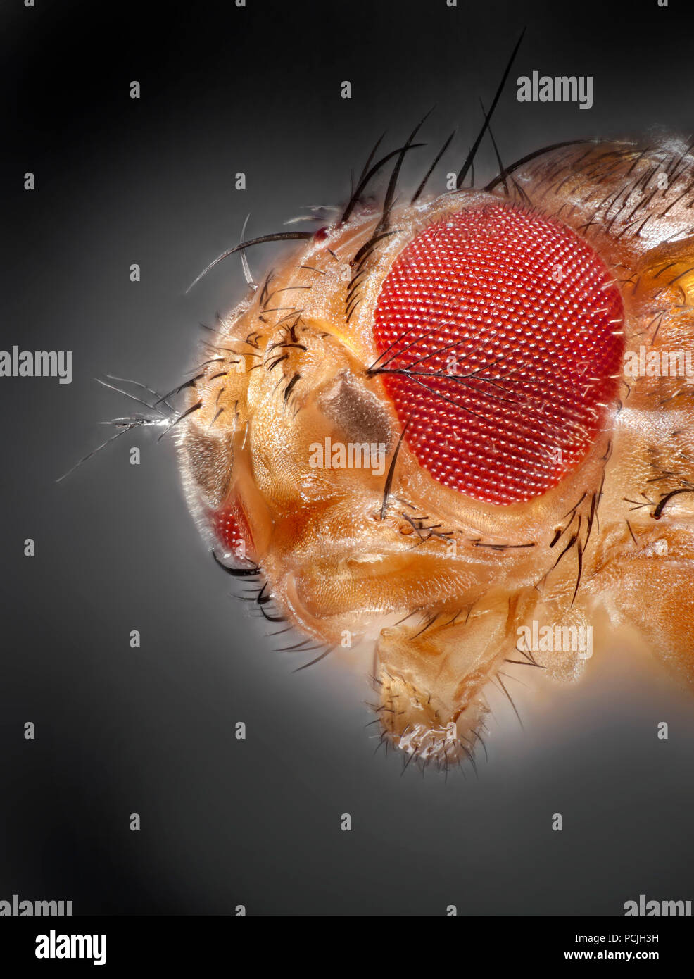 Alta Vista macro de una mosca de la fruta cabeza mostrando los ojos compuestos y piezas bucales Foto de stock