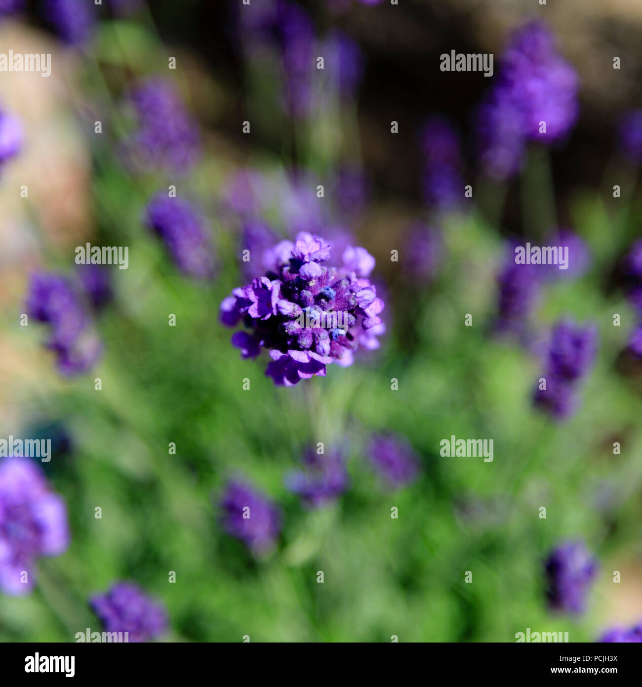 Lavanda Lavandula angustifolia Aromatico azul. soft focus. Foto de stock