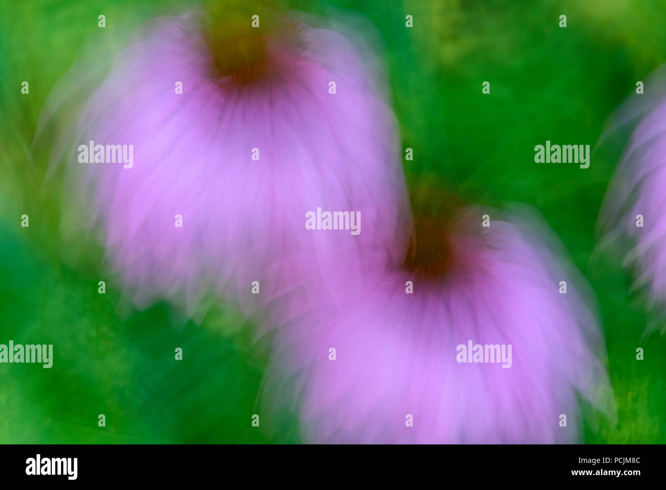 Jardín de verano flores- lente macro técnica pictórica, mayor en Sudbury, Ontario, Canadá Foto de stock