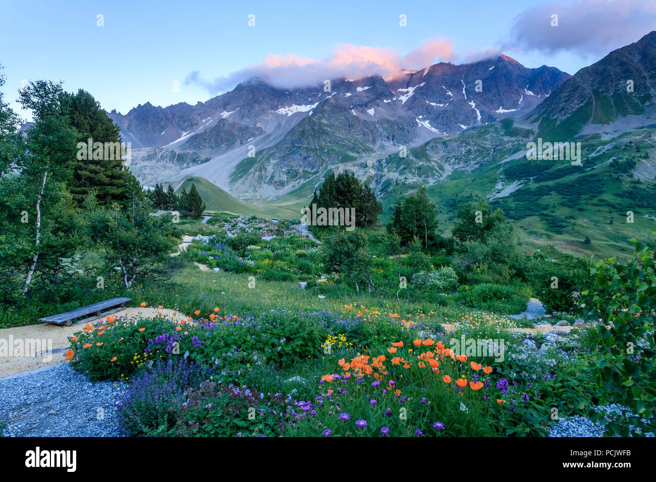 Francia, Hautes Alpes, Villar d'Arene, jardín botánico alpino del Lautaret, aquí plantes de Asia central con Papaver lateritium, la amapola armenio Foto de stock