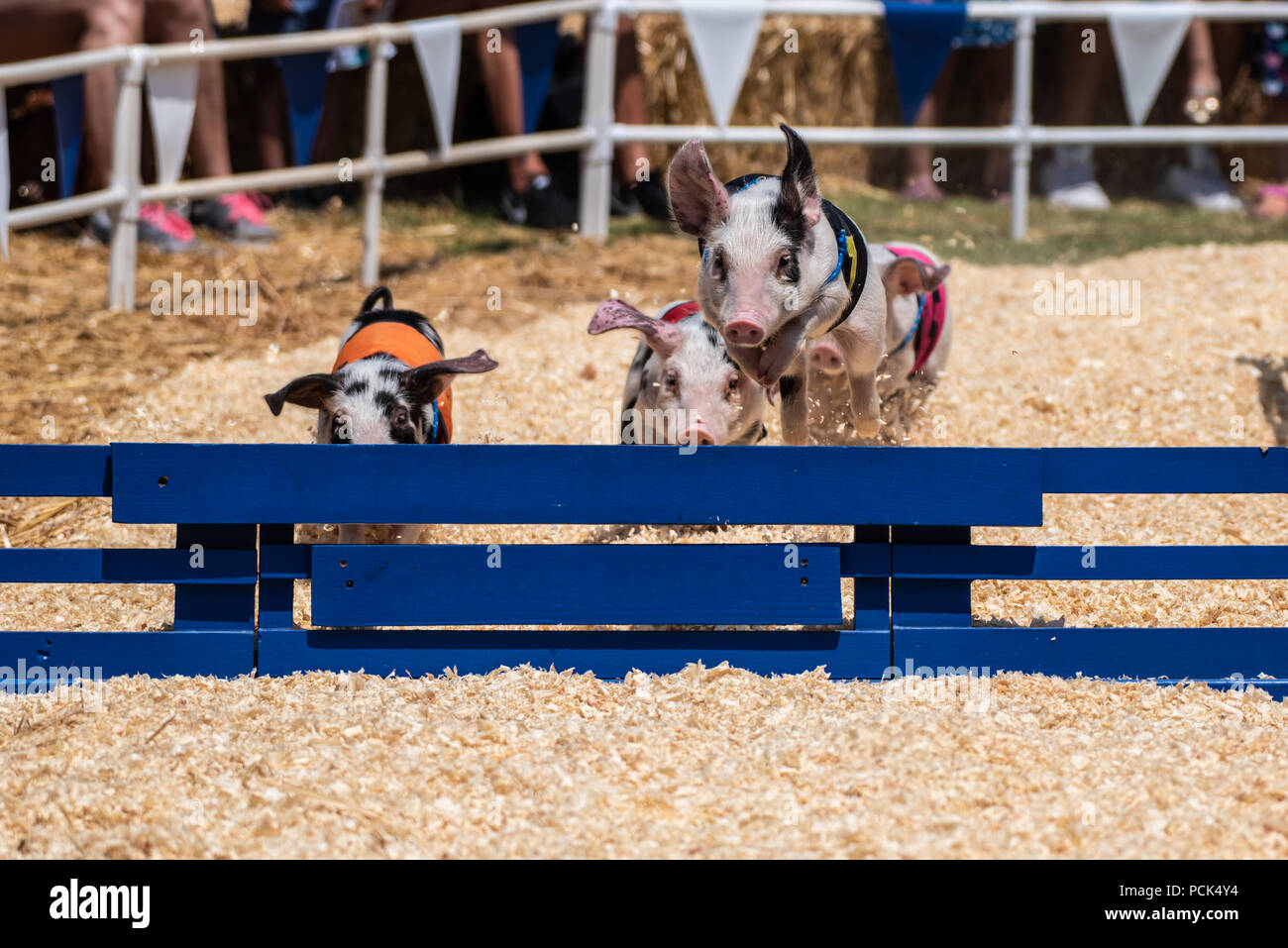 Todas las carreras de cerdos de Alaska saltando por vía obstáculo con velocidad en Ventura County Fair en Ventura, California, el 2 de agosto de 2018. Foto de stock