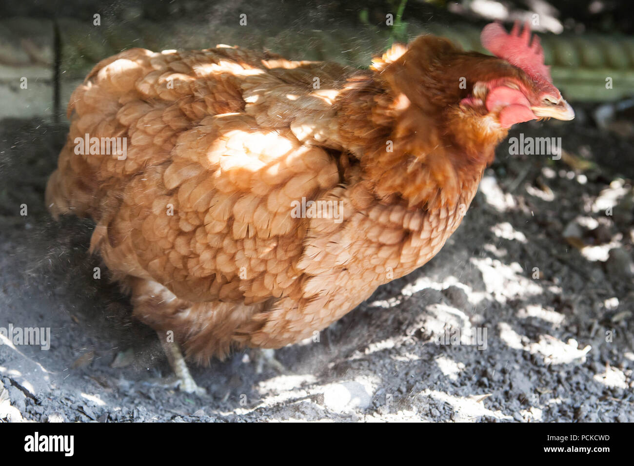 Batería de rescate de gallina pollos Foto de stock