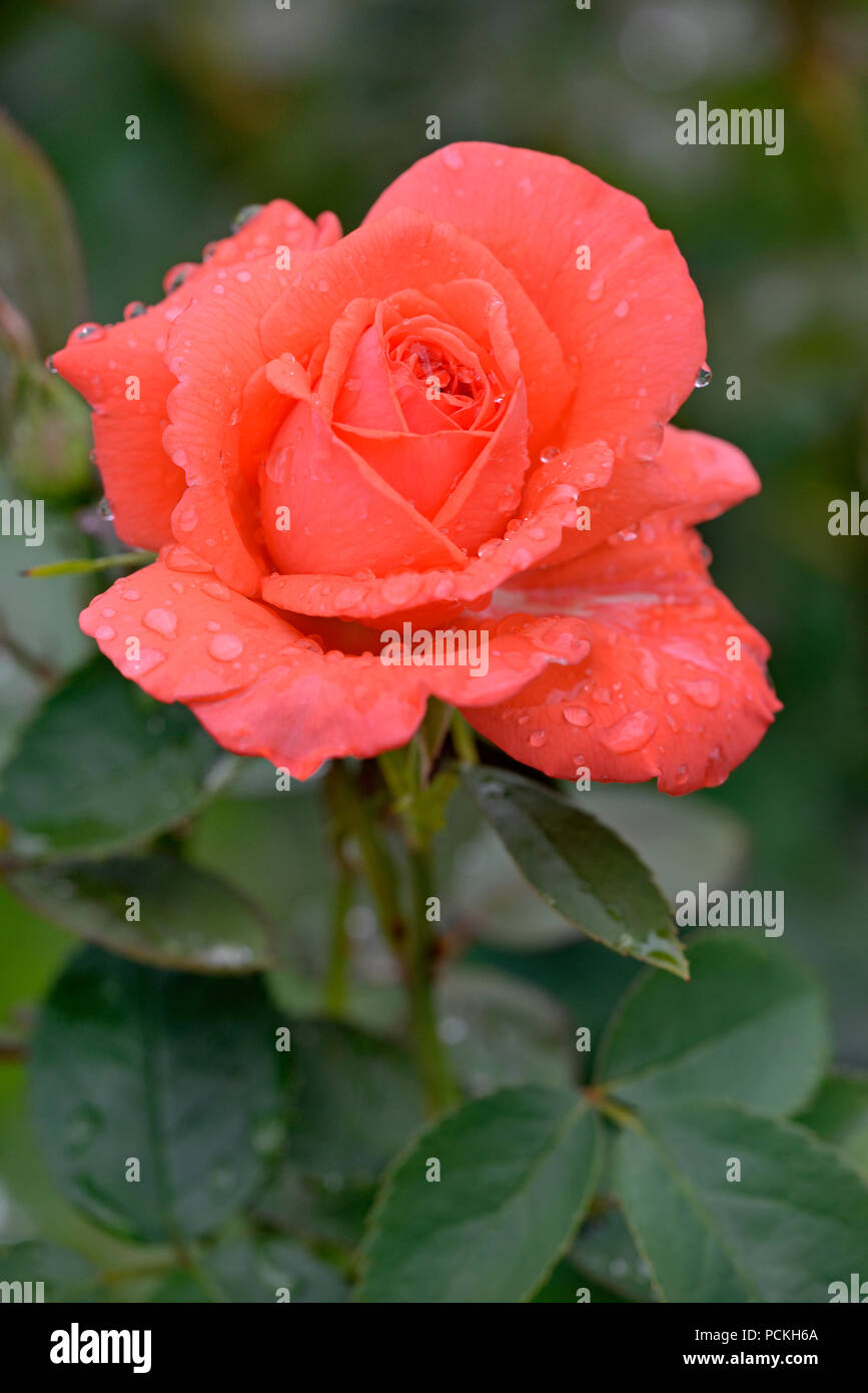 Rosa de té híbrido, Super Star, salmón, criador de flor de naranja 1960