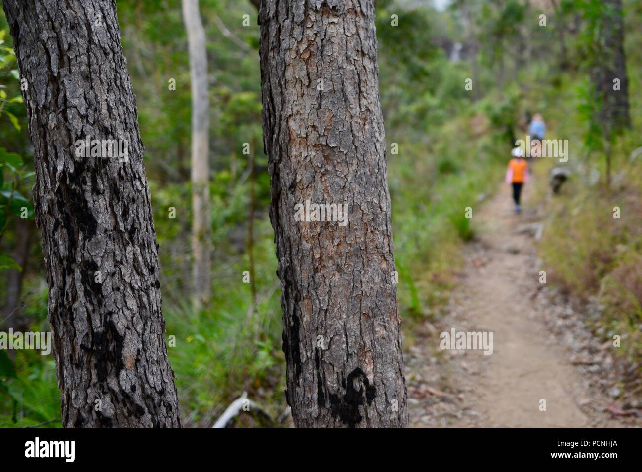 La madre camina con los niños a través de un bosque, Cardwell, Queensland, Australia Foto de stock