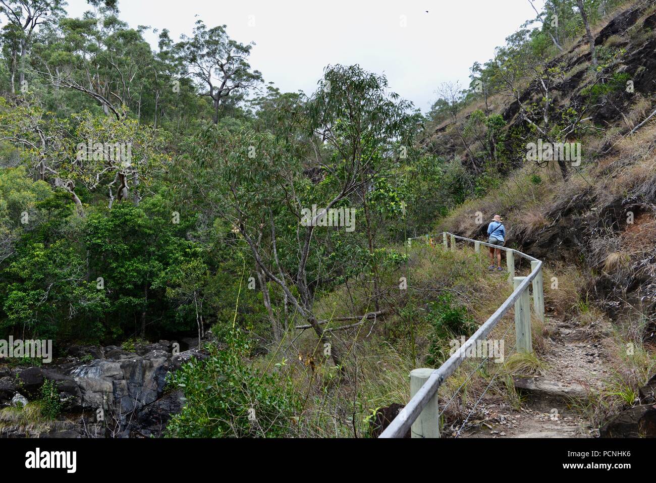 La ruta Attie Creek Falls, Cardwell, Queensland, Australia Foto de stock